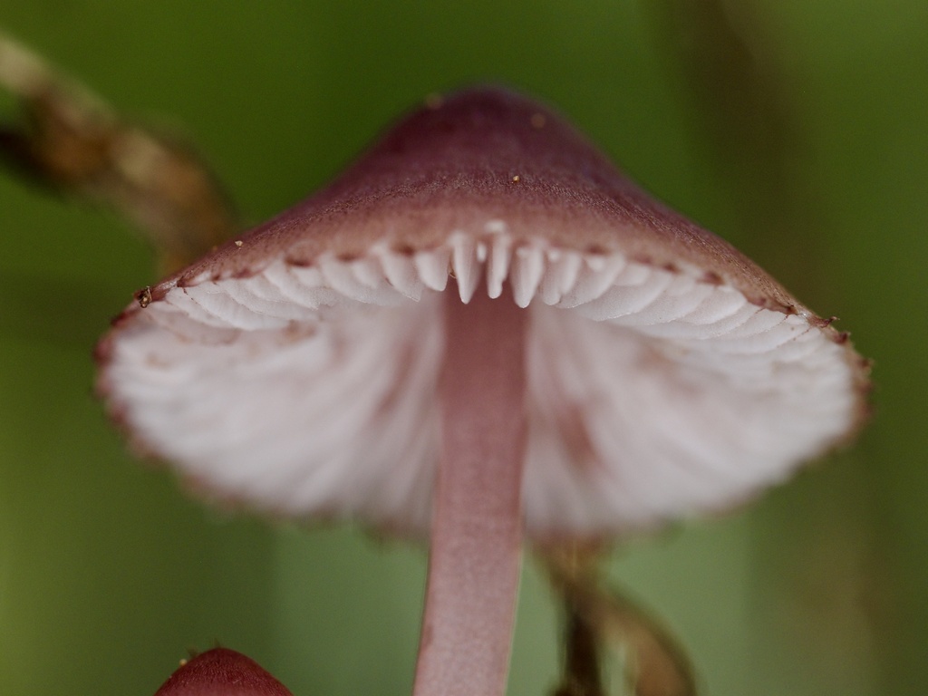 Mycena haematopus · November 2024 · photo: © re_nebel (iNaturalist, cc-by)