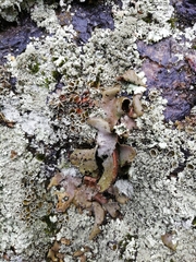 Umbilicaria hirsuta