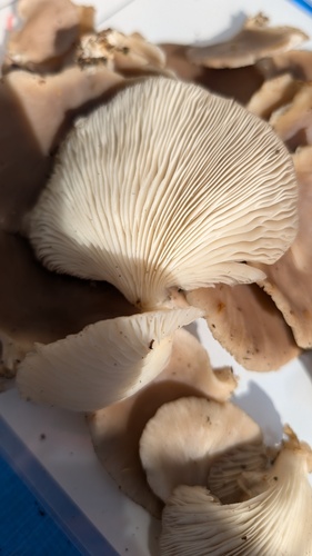 Pleurotus pulmonarius