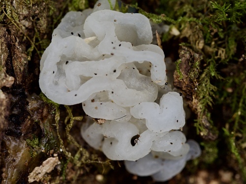 Tremella pulvinalis