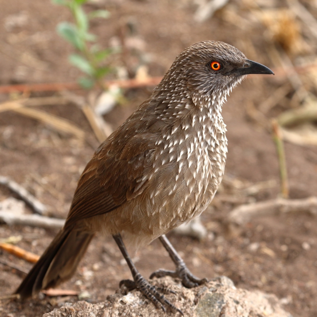 Arrow-marked Babbler (Turdoides jardineii)