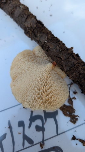 Neofavolus alveolaris