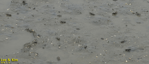 Macrophthalmus japonicus