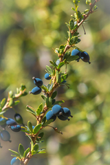Berberis montana