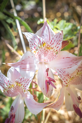 Alstroemeria pallida (Alstroemeria pallida)