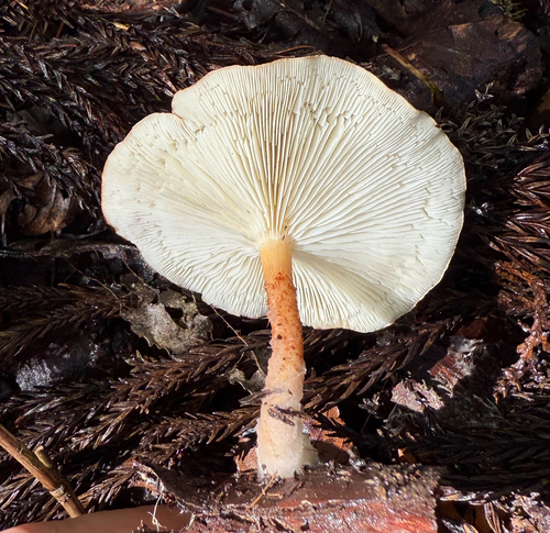 Cystodermella cinnabarina