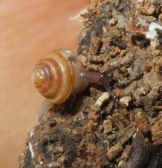Parakaliella serica