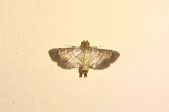 Cnaphalocrocis bilinealis