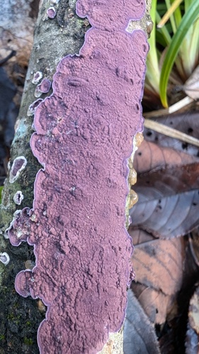 Corticium roseocarneum