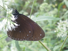Euploea sylvester swinhoei