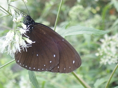 Euploea sylvester swinhoei