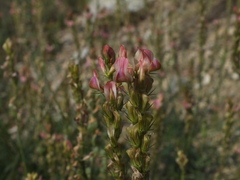 Onobrychis supina