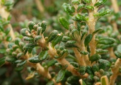 Asterolasia trymalioides