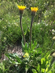 Hypochaeris uniflora