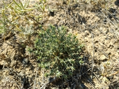 Nanophyton erinaceum