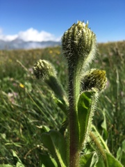Hypochaeris uniflora
