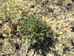 Nanophyton erinaceum