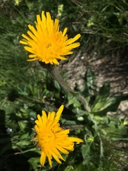 Hypochaeris uniflora
