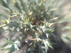 Nanophyton erinaceum