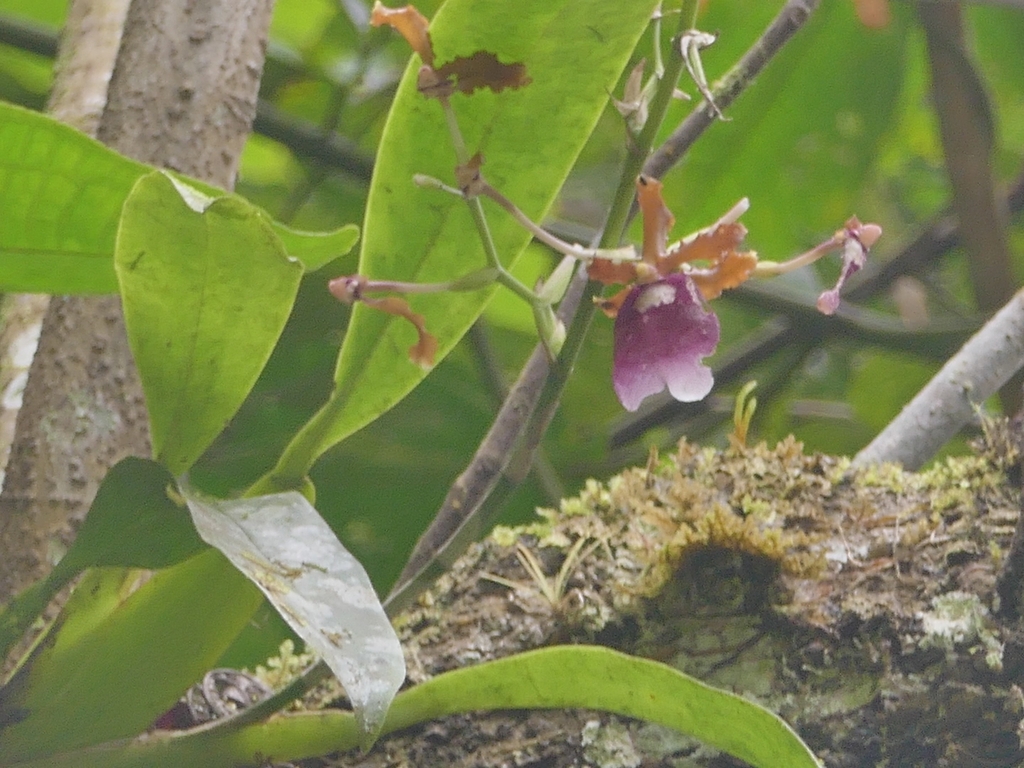 Oncidium fuscatum