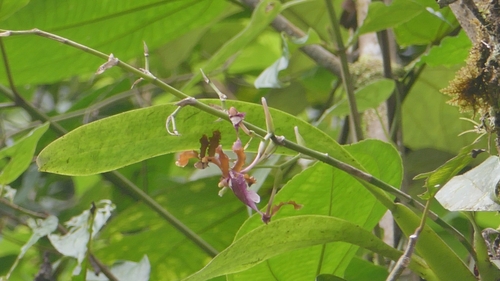 Oncidium fuscatum, photograph 1