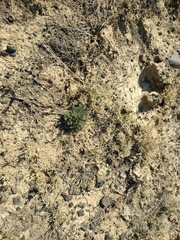 Nanophyton erinaceum