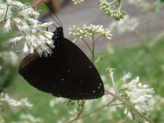 Euploea eunice hobsoni