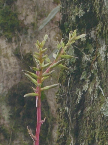 Guzmania rhonhofiana, photograph 4