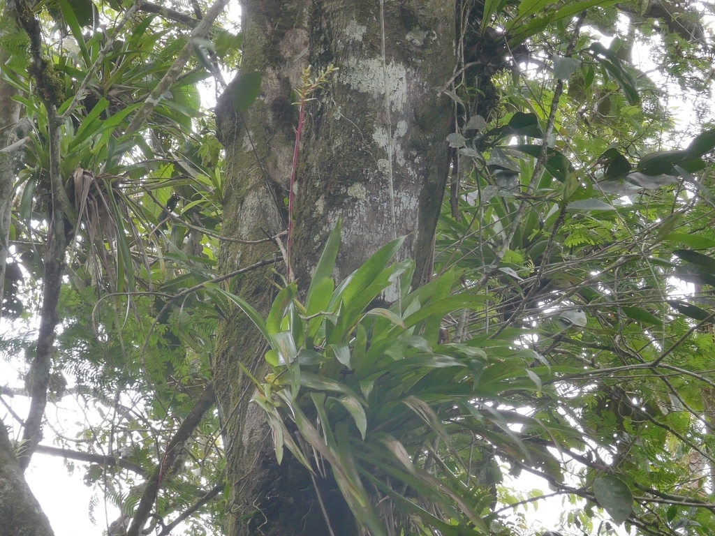 Guzmania rhonhofiana; photograph (c) Daniel Mesa, some rights reserved (CC BY)