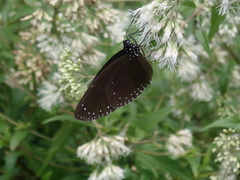 Euploea eunice hobsoni