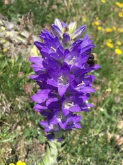 Campanula spicata