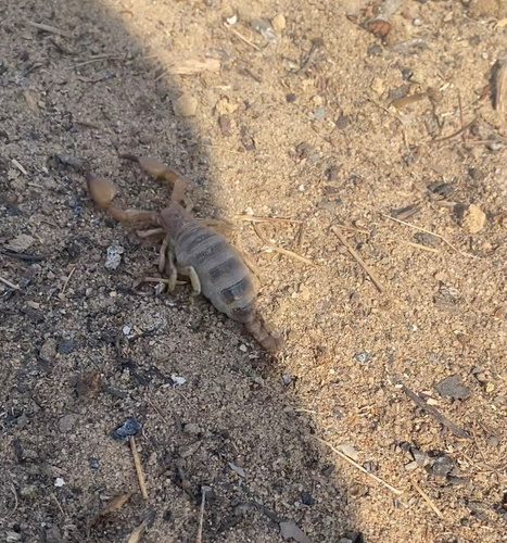 Shiny Burrow Scorpion