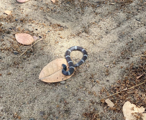 Boulenger's Garter Snake