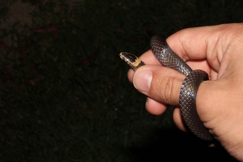 White-crowned Snake sighting