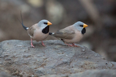 Long-Tailed Finch photo 4