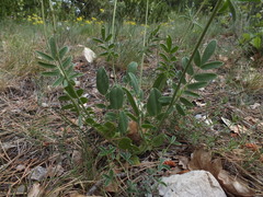 Anthyllis vulneraria rubriflora