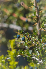 Berberis montana, photograph Daniel Nuñez Michea, CC BY, iNaturalist via GBIF