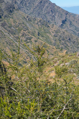 Berberis montana, photograph 2