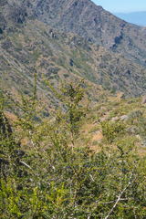 Berberis montana, photograph Daniel Nuñez Michea, CC BY, iNaturalist via GBIF