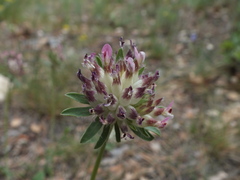 Anthyllis vulneraria rubriflora