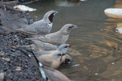 Pictorella Munia photo 5
