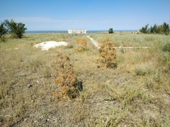 Ferula