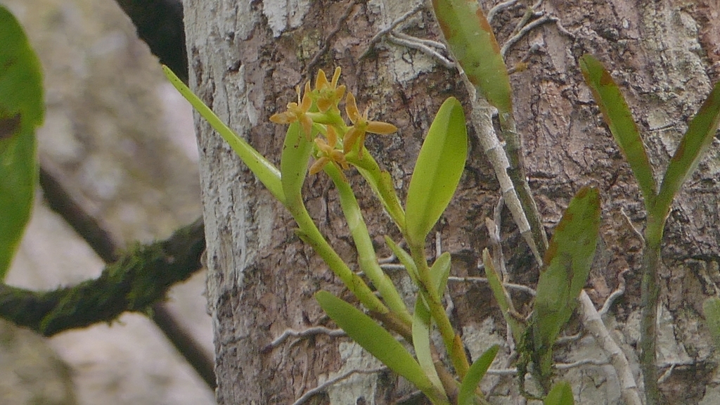 Epidendrum beatricis