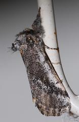 Tearosoma