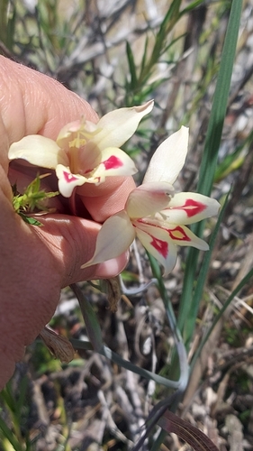 Image of Gladiolus angustus by (c) Jacques van der Merwe, some rights reserved (CC BY-SA)