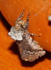 Tearosoma
