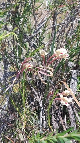 Image of Gladiolus angustus by (c) Jacques van der Merwe, some rights reserved (CC BY-SA)