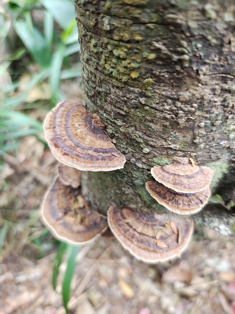 Coriolopsis caperata · November 2024 · photo: © renatofbandeira (iNaturalist, cc-by)