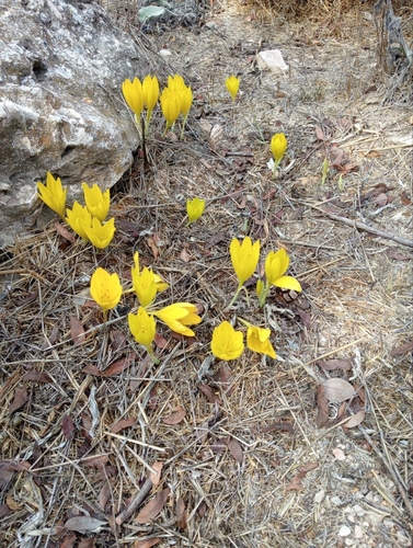 Sternbergia clusiana, photograph 1
