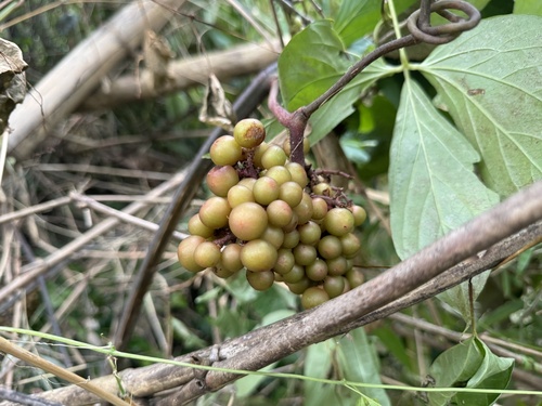 Ampelocissus martini observed 2024-10-29